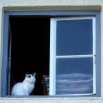 窓枠に座る猫
