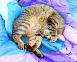 カラフルな布団で寝る猫