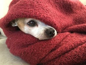 毛布にくるまった犬
