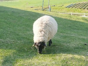 牧草を食べる羊